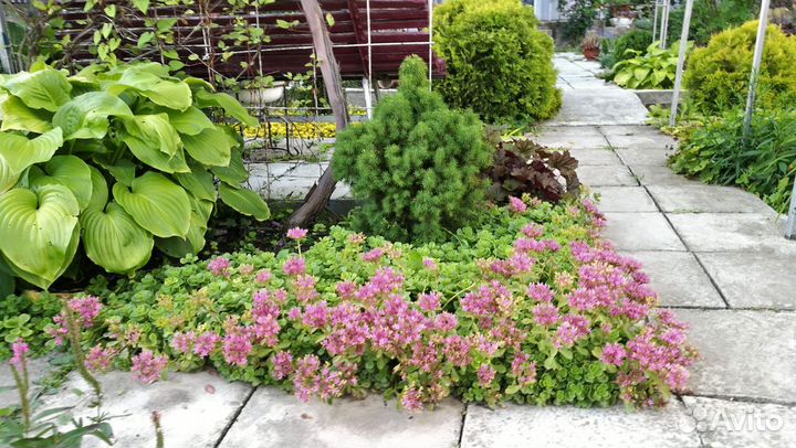 Лук Молли, книфофия, жимолость, очитки