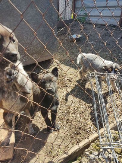 Собака в добрые руки отдам бесплатно