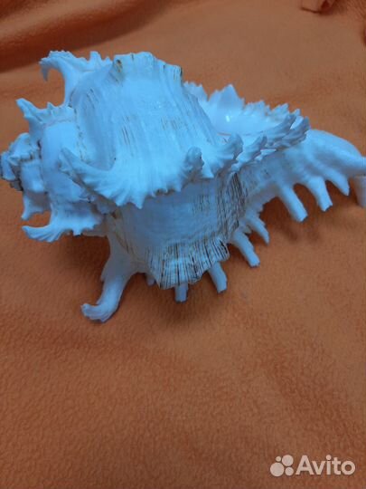 Ракушка Мурекс Ветвистый