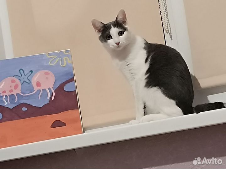 Домашние животные