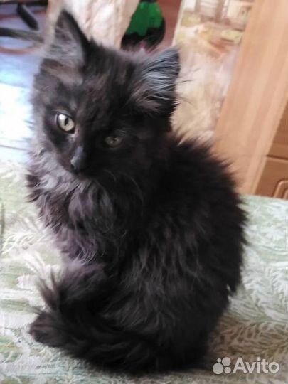 Котёнок-кошечка