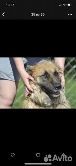 Собака в добрые руки леонбергер