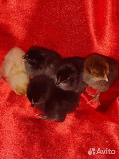 Домашняя птица, гусята, цыплята, утята