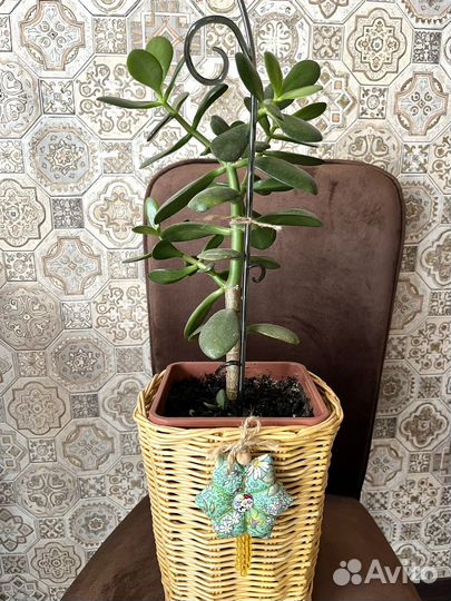 Денежное дерево Крассула Толстянка + подарок хойя