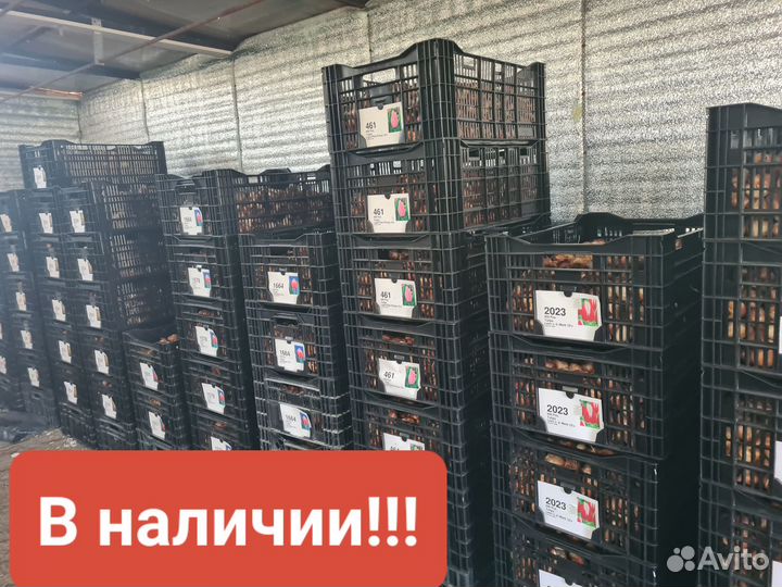 Луковицы тюльпанов