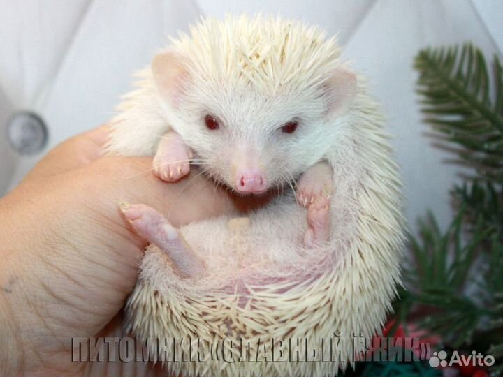 Продаются ручные африканские ежики. Доставка