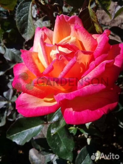 Саженцы роз оптом (450 сортов) - Маскотте