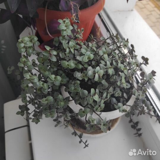 Каллизия
