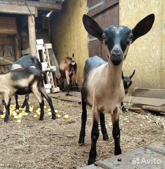 Козочки ч. п. альпийские