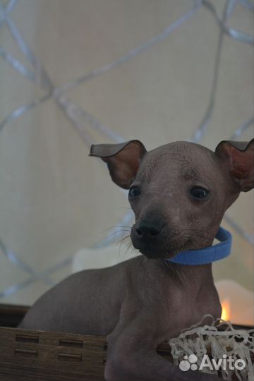 Маленькое чудо мексиканской голой мини