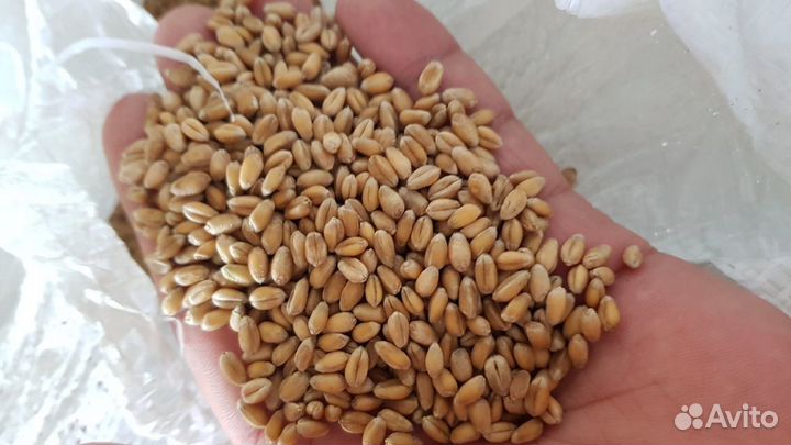 Пшеница 5 класса