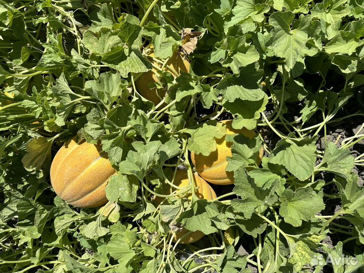 Дыня эфиопка