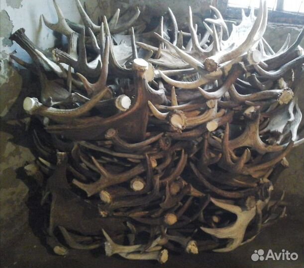 Рога лося, изюбря, оленя