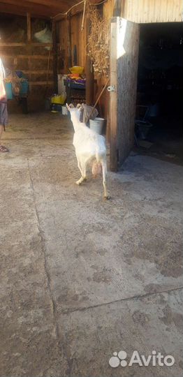Продаются козы