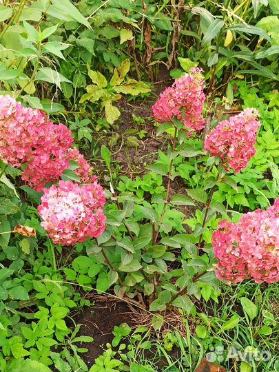 Продаю саженцы гортензии