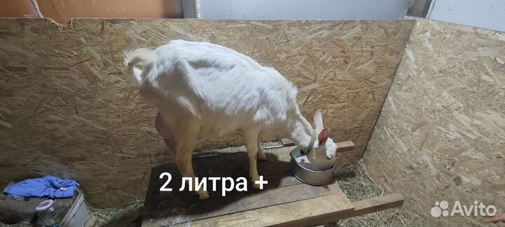 Зааненские козы дойные