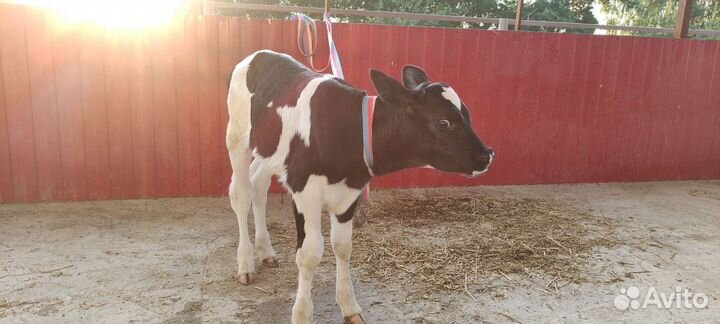 Бычки и телята