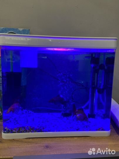 Аквариум