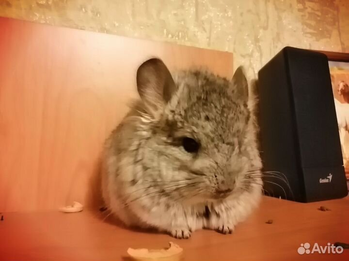 Королевская ангора