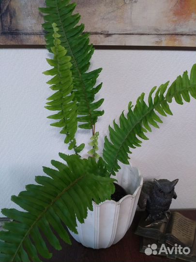 Папоротник,толстянка,сингониум