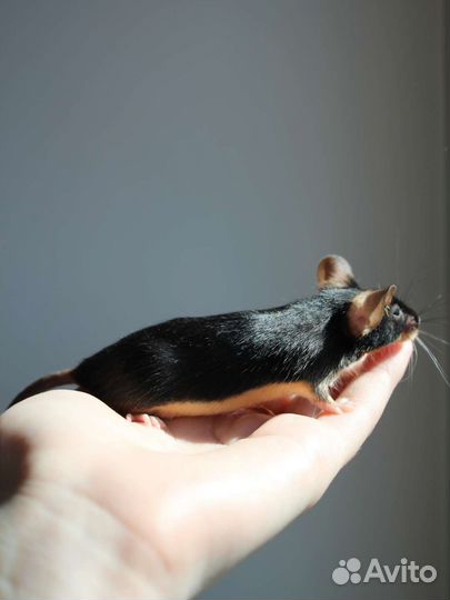 Декоративные мышки