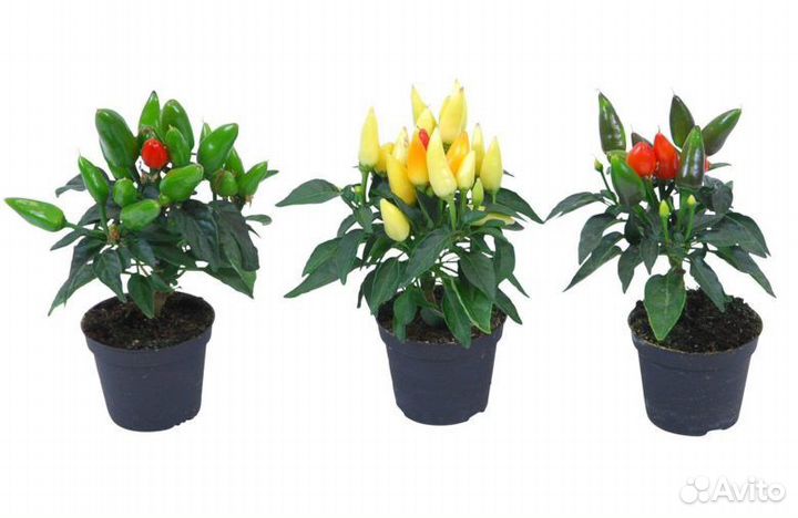 Рассада перца декоративного