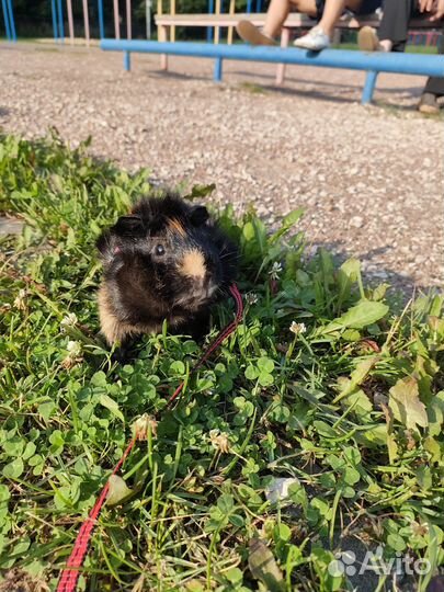 Морская свинка бесплатно