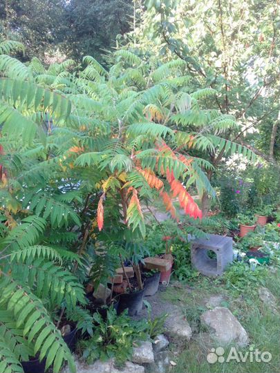 Сумах оленерогий