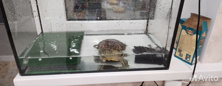 Красноухая черепаха с аквариумом бесплатно