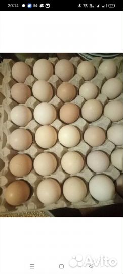 Инкубационное яйцо Пушкинская и Адлерская