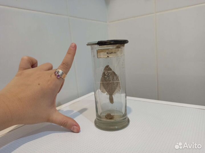 Камбала экспонат