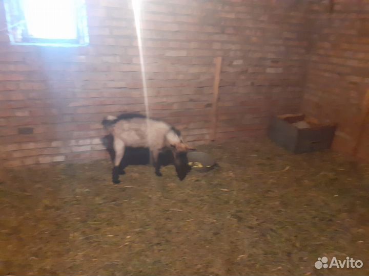 Альпийская козочка