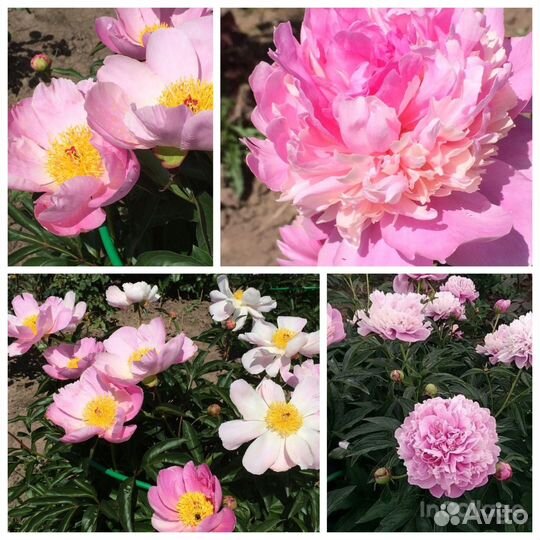 Пионы саженцы
