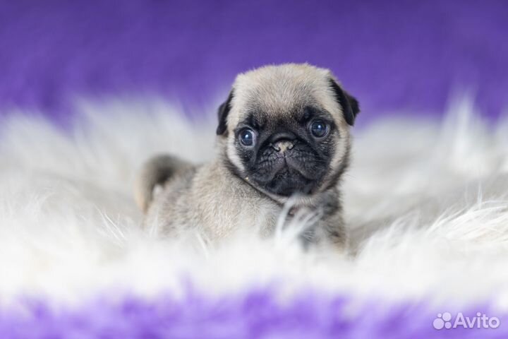 Щенки мопса