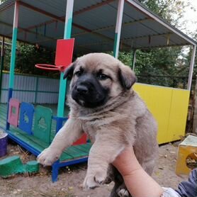 Собака в добрые руки бесплатно мальчик и девочка