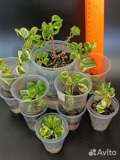 Фикус бенджамина Ирен