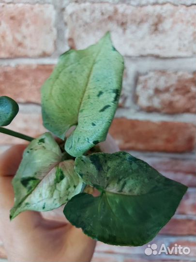 Сингониум серый призрак