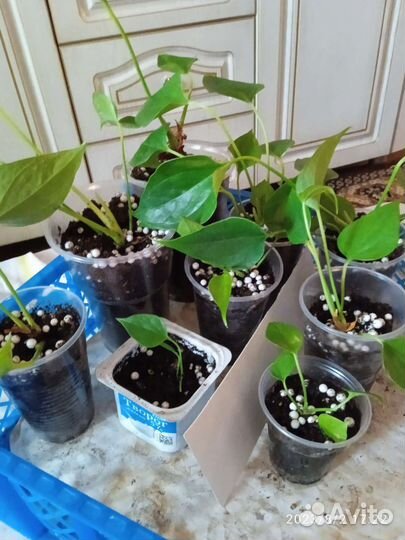 Комнатные цветы антуриум