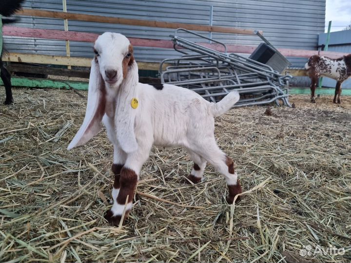 Козлик гулаби 50