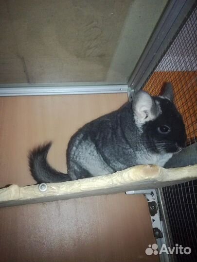 Домашний питомник шиншилл