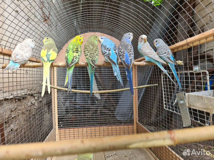 Попугаи и канарейки