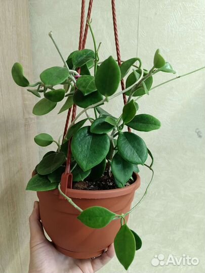 Хойи взрослые