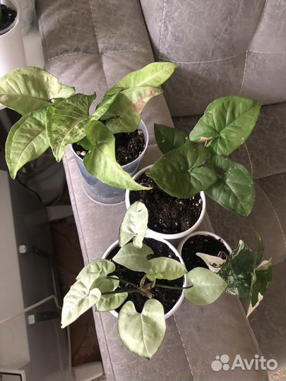 Сингониум набор(4 шт)