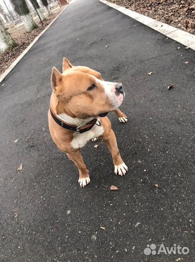 Вязка Стаффордширский терьер