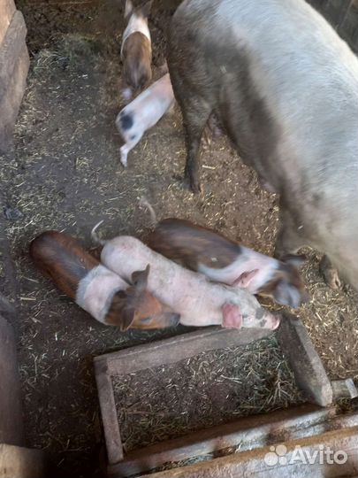 Поросята ландрас и дюрок