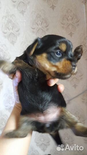 Йоркширский терьер Миники