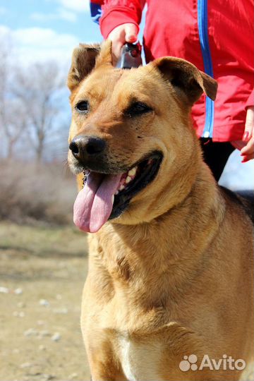 Собака Тэль