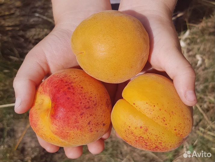 Саженцы Гигантского Абрикоса