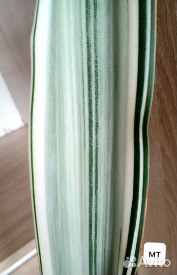 Sаnsеviеria Aubrytnianа Меtаlliса (Монолин)