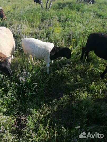 Баранчики от дорпера